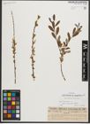 Foto von Salix triandra subsp. amygdalina (L.) Schübl. & G. Martens